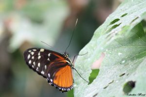 Heliconius hecale