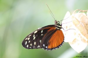 Heliconius hecale