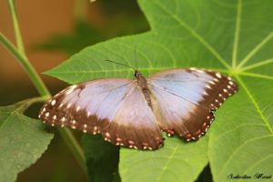 Morpho peleides