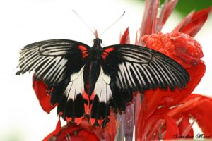 Papilio Rumanzovia