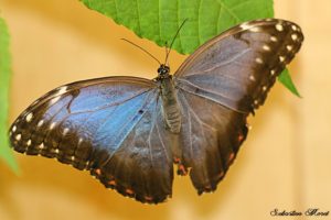 Morpho peleides