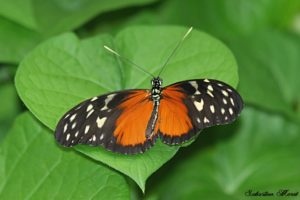 Heliconius hecale