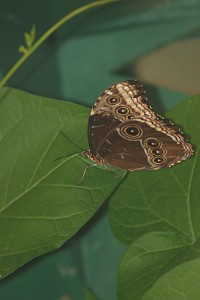 Morpho peleides