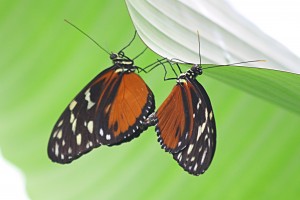 Heliconius hecale