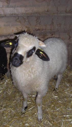 Mouton Thones Flocon