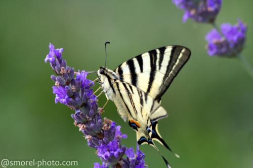 Papilio Machaon2