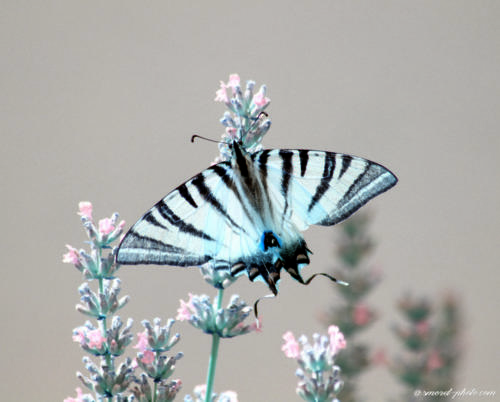 Papilio Machaon3