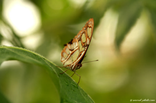 Papilio Siproeta Stelenes